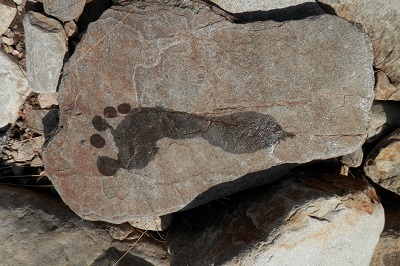 wet footprint on flat rock