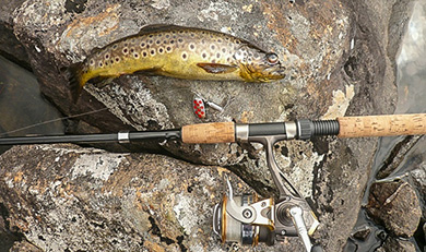 small brown trout and fishing tackle on a rock