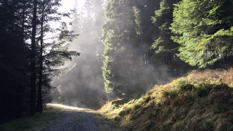 animation of sun evaporating mist in a forest