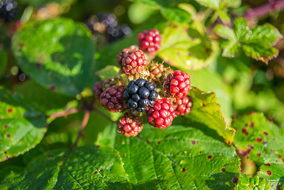 blackberries on the bush ripe and ripening